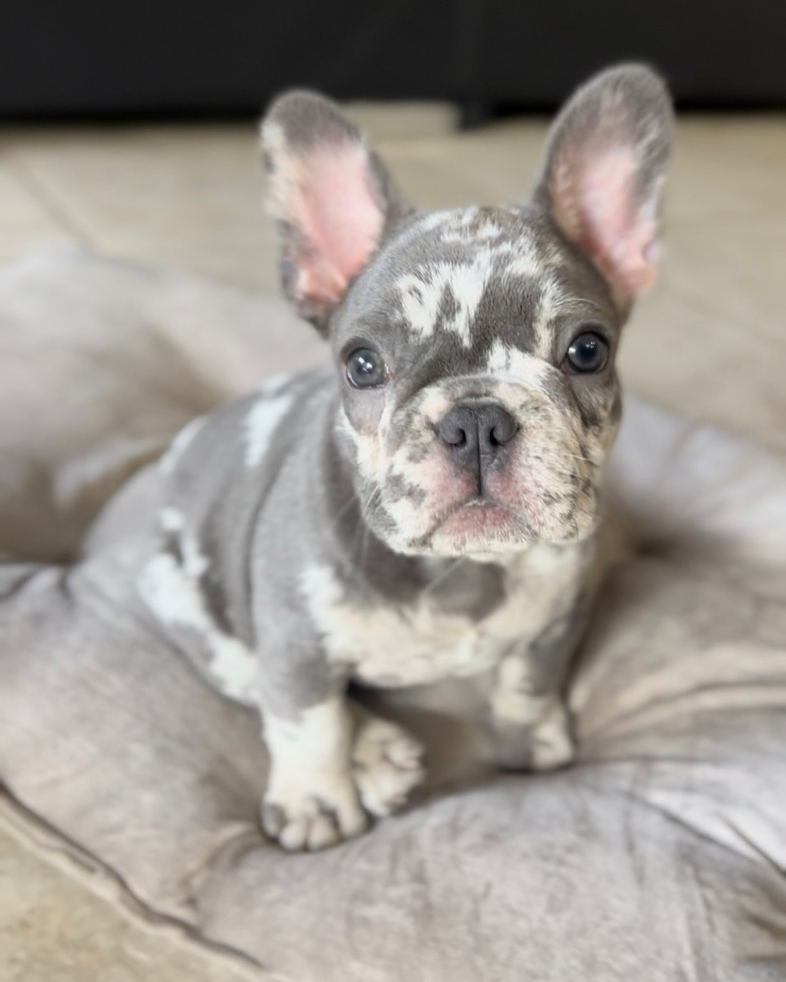French Bulldog puppies for sale, Buy French Bulldog puppy online, Where to buy French Bulldog